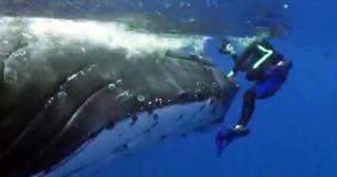 Whale Rescues Research Diver From A Shark Whale Rescues Research Diver From A Shark