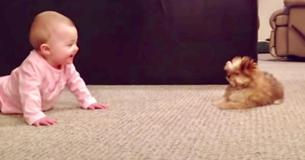 ‘Shorkie’ Puppy Has Amazing Reaction To Meeting Newborn Baby Sister — And It’s Mutual ‘Shorkie’ Puppy Has Amazing Reaction To Meeting Newborn Baby Sister — And It’s Mutual