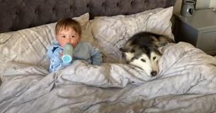 Husky Waits For Day To Leave The Room In Order To Cuddle With Toddler In Bed Husky Waits For Day To Leave The Room In Order To Cuddle With Toddler In Bed