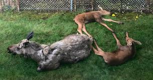 Man Awakes To Find Mama Moose Has Turned His Backyard Into A Nursery For Her Twin Babies Man Awakes To Find Mama Moose Has Turned His Backyard Into A Nursery For Her Twin Babies