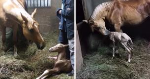 Cavalla dà alla luce un puledro e subito dopo il proprietario resta di stucco Cavalla dà alla luce un puledro e subito dopo il proprietario resta di stucco