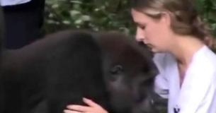 Bambina cresciuta con i gorilla si ricongiunge con loro dodici anni dopo Bambina cresciuta con i gorilla si ricongiunge con loro dodici anni dopo