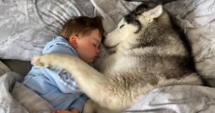 Un husky si rifiuta di lasciare il letto e finisce per addormentarsi mentre coccola il bebè Un husky si rifiuta di lasciare il letto e finisce per addormentarsi mentre coccola il bebè