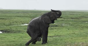 Mamá elefante da a luz en presencia de unos turistas, y toda su manada corre a acompañarla Mamá elefante da a luz en presencia de unos turistas, y toda su manada corre a acompañarla