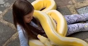 Un papà sostiene che la sua bambina è fortunata a condividere una stretta amicizia con un pitone di 5 metri Un papà sostiene che la sua bambina è fortunata a condividere una stretta amicizia con un pitone di 5 metri