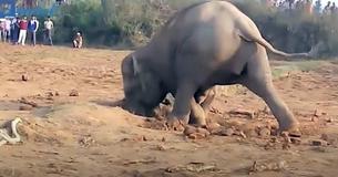 Una madre elefante cava durante 11 horas en un intento desesperado de liberar a su cría atrapada Una madre elefante cava durante 11 horas en un intento desesperado de liberar a su cría atrapada