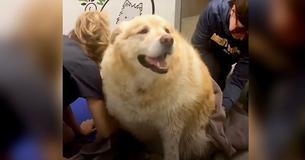 Golden retriever con sobrepeso se salva de ser sacrificado, y su nueva familia lo ayuda a ser un perro sano Golden retriever con sobrepeso se salva de ser sacrificado, y su nueva familia lo ayuda a ser un perro sano