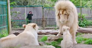 León blanco se encuentra con su cría por primera vez León blanco se encuentra con su cría por primera vez