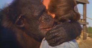 Mujer tiene una emotiva reunión con los chimpancés que rescató 25 años antes Mujer tiene una emotiva reunión con los chimpancés que rescató 25 años antes