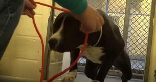 Un confundido perro finalmente entiende que lo han adoptado y salta de alegría Un confundido perro finalmente entiende que lo han adoptado y salta de alegría