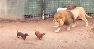 I piccoli bassotti entrano nella gabbia del leone, ma la sua reazione lascia i custodi esterrefatti I piccoli bassotti entrano nella gabbia del leone, ma la sua reazione lascia i custodi esterrefatti