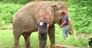 El elefante más solitario del mundo podrá irse del zoológico para tener una vida mejor El elefante más solitario del mundo podrá irse del zoológico para tener una vida mejor