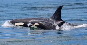 Tahlequah, la orca que una vez lloró a su cría muerta durante 17 días, fue madre otra vez Tahlequah, la orca que una vez lloró a su cría muerta durante 17 días, fue madre otra vez