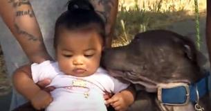 Pitbull afferra la bambina dal pannolino e bussa alla porta sul retro, poi i genitori si rendono conto che c'è un incendio Pitbull afferra la bambina dal pannolino e bussa alla porta sul retro, poi i genitori si rendono conto che c'è un incendio