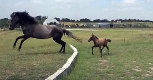 Pequeño potro tiene problemas para dar un gran salto, pero su mamá llega al rescate Pequeño potro tiene problemas para dar un gran salto, pero su mamá llega al rescate