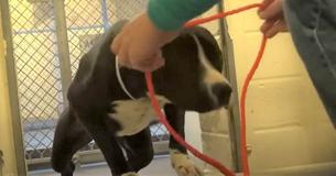 Filmmaterial von einem verwirrten Tierheimhund, der erkennt, dass er endlich ein Zuhause gefunden hat Filmmaterial von einem verwirrten Tierheimhund, der erkennt, dass er endlich ein Zuhause gefunden hat