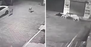 Neugeborenes Baby kämpft um sein Leben, nachdem es in einem Abwasserkanal ausgesetzt und von streunenden Hunden gefunden wurde Neugeborenes Baby kämpft um sein Leben, nachdem es in einem Abwasserkanal ausgesetzt und von streunenden Hunden gefunden wurde
