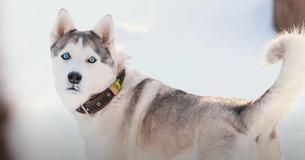 Die Wissenschaft schlägt vor, dass Hunde in der Lage sind, nicht vertrauenswürdige Menschen zu erkennen Die Wissenschaft schlägt vor, dass Hunde in der Lage sind, nicht vertrauenswürdige Menschen zu erkennen