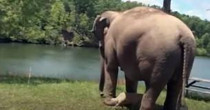 Pendant trois semaines, une éléphante âgée s'est arrêtée au même endroit alors qu'elle attendait son amie Pendant trois semaines, une éléphante âgée s'est arrêtée au même endroit alors qu'elle attendait son amie