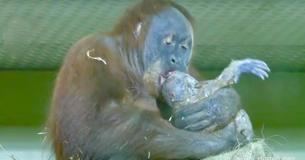 Orangutang føder på kamera for første gang nogensinde og viser derefter sin baby til dyrepasseren Orangutang føder på kamera for første gang nogensinde og viser derefter sin baby til dyrepasseren