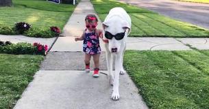 Toddler Has Adorable Friendship With Deaf Great Dane Who Escaped From Heartless Family Toddler Has Adorable Friendship With Deaf Great Dane Who Escaped From Heartless Family