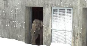 Zoo Closes After Blizzard But The Cameras Are Filming When The Animals Come Out To Play Zoo Closes After Blizzard But The Cameras Are Filming When The Animals Come Out To Play