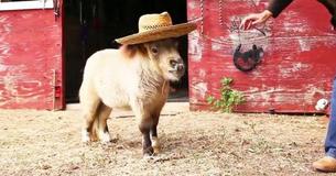 Dwarf Pony Is Becoming Famous On Web Dwarf Pony Is Becoming Famous On Web