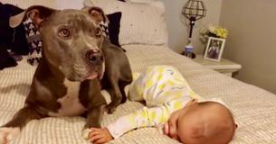 Ein süßer und sanfter Pitbull gibt seinem Lieblings-Baby liebevolle Küsschen Ein süßer und sanfter Pitbull gibt seinem Lieblings-Baby liebevolle Küsschen