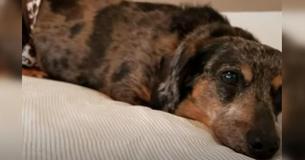 Senior Dog Sanctuary Is Complete Paradise For Older Pups Without Homes Senior Dog Sanctuary Is Complete Paradise For Older Pups Without Homes