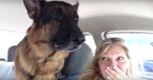Deutscher Schäferhund bemerkt, dass er auf dem Weg zum Tierarzt ist und bringt das Internet mit seiner Reaktion zum Lachen Deutscher Schäferhund bemerkt, dass er auf dem Weg zum Tierarzt ist und bringt das Internet mit seiner Reaktion zum Lachen