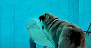 Golden Retriever Meets Dolphin At Aquarium And Shortly Become BFFs Golden Retriever Meets Dolphin At Aquarium And Shortly Become BFFs