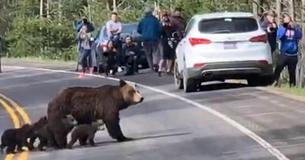 Eine viel befahrene Straße kommt zum Stillstand - um eine Grizzlymutter mit ihren Jungen vorbeizulassen Eine viel befahrene Straße kommt zum Stillstand - um eine Grizzlymutter mit ihren Jungen vorbeizulassen