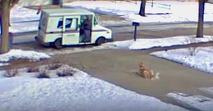 Mailman Who Recently Lost Pet Forms Special Friendship With Customers’ Dog Mailman Who Recently Lost Pet Forms Special Friendship With Customers’ Dog