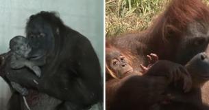 Mama Orangutan Is Eager To Show Off Her Baby After Giving Birth Mama Orangutan Is Eager To Show Off Her Baby After Giving Birth
