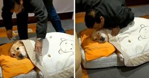 Dad Said No To Dog But Now Tucks Him In Every Night Dad Said No To Dog But Now Tucks Him In Every Night