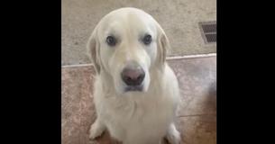 Dog Melts Million Of Hearts With Sweet Apology For His Crime Dog Melts Million Of Hearts With Sweet Apology For His Crime
