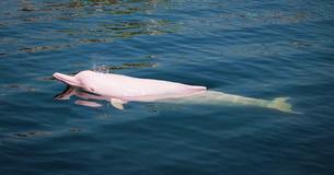 Rare Pink And White Dolphins Come Back Into The Waters Of Hong Kong Rare Pink And White Dolphins Come Back Into The Waters Of Hong Kong