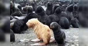 Extremely Rare Ginger Seal Pup May Need To Be Rescued As Other Seals Are Rejecting It Extremely Rare Ginger Seal Pup May Need To Be Rescued As Other Seals Are Rejecting It