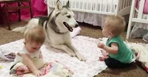 Adorable Massive Husky Plays With Toddler Twin Siblings Adorable Massive Husky Plays With Toddler Twin Siblings