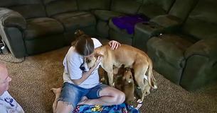 Frightened Dog Is Left In Church Parking Lot With Her Nine Puppies Without Looking Back Frightened Dog Is Left In Church Parking Lot With Her Nine Puppies Without Looking Back
