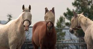 California Fires Destroy Horse Rescue Sanctuary But Twenty Four Horses On Ranch Survive Miraculously California Fires Destroy Horse Rescue Sanctuary But Twenty Four Horses On Ranch Survive Miraculously
