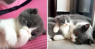Baby Kitten Wants To Avoid Bath From Mom So She Tries To Hide Away Baby Kitten Wants To Avoid Bath From Mom So She Tries To Hide Away