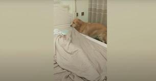 Golden Retriever Tucks Human Into Bed And Switches Off Light After She Drifts To Sleep Golden Retriever Tucks Human Into Bed And Switches Off Light After She Drifts To Sleep