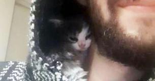 Un gatito de tres semanas de edad se sube al hombro de su dueño y se acurruca cerca de su cuello Un gatito de tres semanas de edad se sube al hombro de su dueño y se acurruca cerca de su cuello