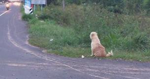 Un leal perro saltó del auto y se quedó en ese sitio durante 4 años esperando a su dueño Un leal perro saltó del auto y se quedó en ese sitio durante 4 años esperando a su dueño