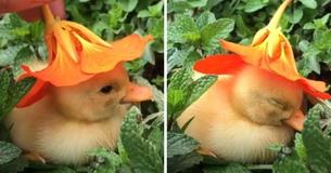 Soul-Healing Video Of Tiny Duck Falling Asleep With Flower Hat On Its Head Soul-Healing Video Of Tiny Duck Falling Asleep With Flower Hat On Its Head