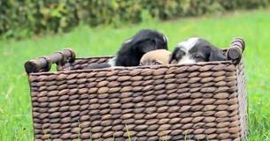 Rescued Puppies Walk On Grass For First Time Rescued Puppies Walk On Grass For First Time
