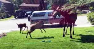 Moose Family Sees A Sprinkler Moose Family Sees A Sprinkler