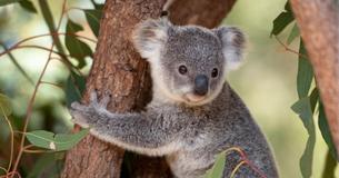 Baby Koala Has Been Separated From Mother And Alone During Bushfires Before Hero Dog Rescued Him Baby Koala Has Been Separated From Mother And Alone During Bushfires Before Hero Dog Rescued Him