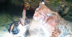 Gadekat sneg sig ind i zoologisk have og heldigvis blev det fanget på kamera Gadekat sneg sig ind i zoologisk have og heldigvis blev det fanget på kamera